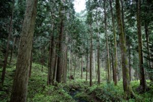 石川県の地域材について｜木材の種類(スギ、能登ヒバ等) - フルタニ