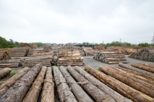 石川県の地域材について｜木材の種類(スギ、能登ヒバ等) - フルタニ